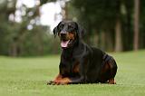 DOBERMANN 1218